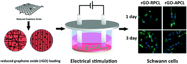 Graphical abstract: Reduced graphene oxide-coated electrospun fibre: effect of orientation, coverage and electrical stimulation on Schwann cells behavior