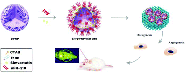 Graphical abstract: Hierarchically porous calcium–silicon nanosphere-enabled co-delivery of microRNA-210 and simvastatin for bone regeneration