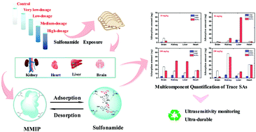 Graphical abstract: Ultra-durable, multi-template molecularly imprinted polymers for ultrasensitive monitoring and multicomponent quantification of trace sulfa antibiotics