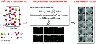 Graphical abstract: Efficient antibacterial activity of hydroxyapatite through ROS generation motivated by trace Mn(iii) coupled H vacancies