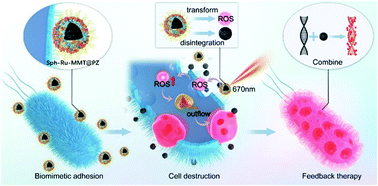 Graphical abstract: Crystalline ruthenium polypyridine nanoparticles: a targeted treatment of bacterial infection with multifunctional antibacterial, adhesion and surface-anchoring photosensitizer properties
