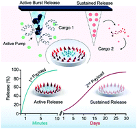 Graphical abstract: Combinatorial microneedle patch with tunable release kinetics and dual fast-deep/sustained release capabilities