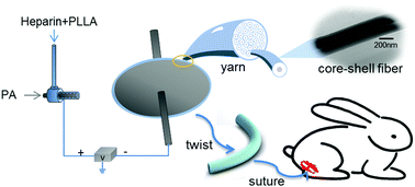 Graphical abstract: Electrospun heparin-loaded nano-fiber sutures for the amelioration of achilles tendon rupture regeneration: in vivo evaluation