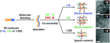 Graphical abstract: Molecular design of peptide amphiphiles for controlled self-assembly and drug release