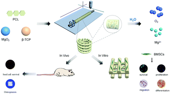 Graphical abstract: 3D printed polycaprolactone/beta-tricalcium phosphate/magnesium peroxide oxygen releasing scaffold enhances osteogenesis and implanted BMSCs survival in repairing the large bone defect