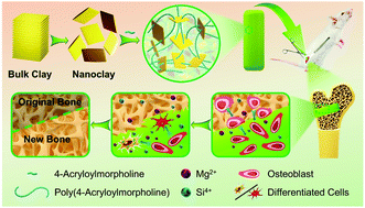 Graphical abstract: Clay-based nanocomposite hydrogel with attractive mechanical properties and sustained bioactive ion release for bone defect repair