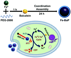 Graphical abstract: Facile synthesis of Fe–baicalein nanoparticles for photothermal/chemodynamic therapy with accelerated FeIII/FeII conversion
