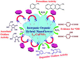 Graphical abstract: Development and demonstration of functionalized inorganic–organic hybrid copper phosphate nanoflowers for mimicking the oxidative reactions of metalloenzymes by working as a nanozyme