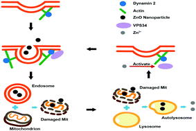 Graphical abstract: VPS34 regulates dynamin to determine the endocytosis of mitochondria-targeted zinc oxide nanoparticles in human osteosarcoma cells