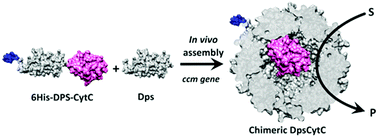 Graphical abstract: Cytochrome C with peroxidase-like activity encapsulated inside the small DPS protein nanocage