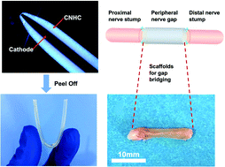 Graphical abstract: Electrofabrication of flexible and mechanically strong tubular chitosan implants for peripheral nerve regeneration