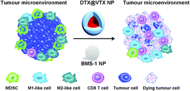 Graphical abstract: DTX@VTX NPs synergy PD-L1 immune checkpoint nanoinhibitor to reshape immunosuppressive tumor microenvironment for enhancing chemo-immunotherapy