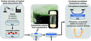 Graphical abstract: Surface activation of medical grade polyurethane for the covalent immobilization of an anti-adhesive biopolymeric coating