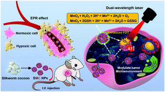 Graphical abstract: MnO2-capped silk fibroin (SF) nanoparticles with chlorin e6 (Ce6) encapsulation for augmented photo-driven therapy by modulating the tumor microenvironment