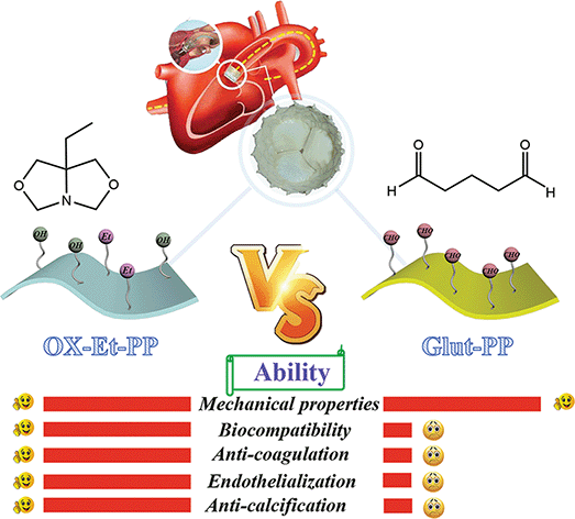 Graphical abstract: A bioprosthetic heart valve cross-linked by a non-glutaraldehyde reagent with improved biocompatibility, endothelialization, anti-coagulation and anti-calcification properties