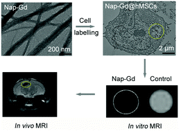 Graphical abstract: Naphthalene-facilitated self-assembly of a Gd-chelate as a novel T2 MRI contrast agent for visualization of stem cell transplants