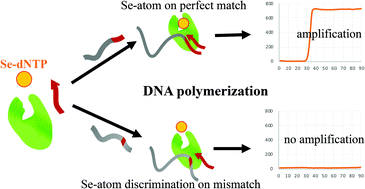 Graphical abstract: Selenium atom on phosphate enhances specificity and sensitivity of DNA polymerization and detection