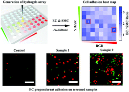 Graphical abstract: High-throughput hyaluronic acid hydrogel arrays for cell selective adhesion screening