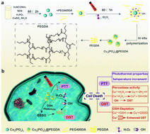Graphical abstract: Amplified oxidative stress therapy by a degradable copper phosphate nanozyme coated by the in situ polymerization of PEGDA