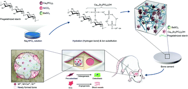 Graphical abstract: Strontium–calcium phosphate hybrid cement with enhanced osteogenic and angiogenic properties for vascularised bone regeneration