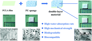Graphical abstract: A double-layer dura mater based on poly(caprolactone-co-lactide) film and polyurethane sponge: preparation, characterization, and biodegradation study