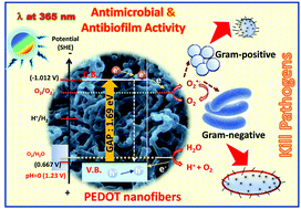 Graphical abstract: Conjugated polymer nanostructures displaying highly photoactivated antimicrobial and antibiofilm functionalities