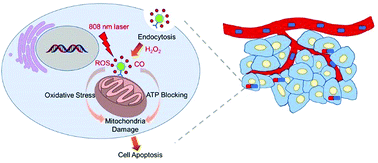 Graphical abstract: Mitochondria-targeted carbon monoxide delivery combined with singlet oxygen production from a single nanoplatform under 808 nm light irradiation for synergistic anticancer therapy