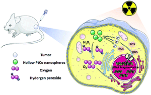 Graphical abstract: Hollow PtCo alloy nanospheres as a high-Z and oxygen generating nanozyme for radiotherapy enhancement in non-small cell lung cancer