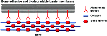 Graphical abstract: Bone-adhesive barrier membranes based on alendronate-functionalized poly(2-oxazoline)s