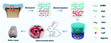 Graphical abstract: Heterogenous hydrogel mimicking the osteochondral ECM applied to tissue regeneration