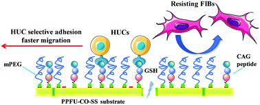 Graphical abstract: Grafting of CAG peptides and (polyethylene glycol) on unsaturated polyurethane films to promote selective adhesion and migration of urethral epithelial cells