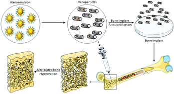 Graphical abstract: Fabrication of nanoparticles for bone regeneration: new insight into applications of nanoemulsion technology