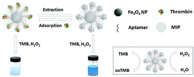 Graphical abstract: Dual-recognition colorimetric sensing of thrombin based on surface-imprinted aptamer–Fe3O4