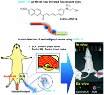 Graphical abstract: Novel quinoline-based fluorescent bioimaging probe, KSNP117, for sentinel lymph node mapping