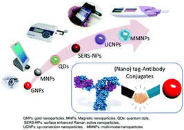 Graphical abstract: (Nano)tag–antibody conjugates in rapid tests
