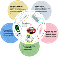 Graphical abstract: In vitro degradation, biocompatibility and antibacterial properties of pure zinc: assessing the potential of Zn as a guided bone regeneration membrane