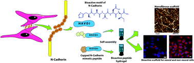 Graphical abstract: Designing aromatic N-cadherin mimetic short-peptide-based bioactive scaffolds for controlling cellular behaviour