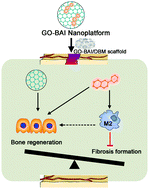 Graphical abstract: Biomimetic and immunomodulatory baicalin-loaded graphene oxide-demineralized bone matrix scaffold for in vivo bone regeneration
