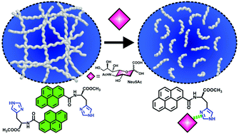 Graphical abstract: Self-assembly gel-based dynamic response system for specific recognition of N-acetylneuraminic acid