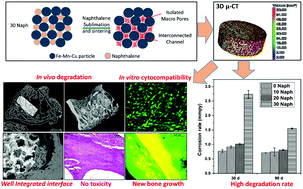 Graphical abstract: Effects of multiscale porosity and pore interconnectivity on in vitro and in vivo degradation and biocompatibility of Fe–Mn–Cu scaffolds