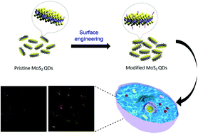 Graphical abstract: Surface chemistry regulates the optical properties and cellular interactions of ultrasmall MoS2 quantum dots for biomedical applications