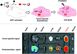 Graphical abstract: A fluorescence-activatable tumor-reporting probe for precise photodynamic therapy