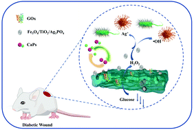 Graphical abstract: Glucose oxidase and Fe3O4/TiO2/Ag3PO4 co-embedded biomimetic mineralization hydrogels as controllable ROS generators for accelerating diabetic wound healing