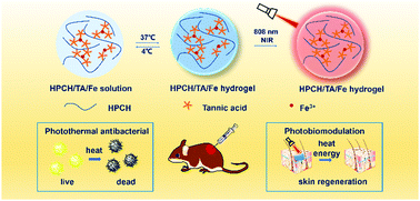 Graphical abstract: An injectable photothermally active antibacterial composite hydroxypropyl chitin hydrogel for promoting the wound healing process through photobiomodulation