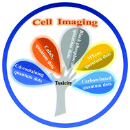 Graphical abstract: Quantum dots in cell imaging and their safety issues