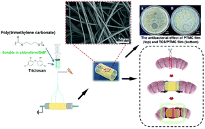 Graphical abstract: Poly(trimethylene carbonate) flexible intestinal anastomosis scaffolds to reduce the probability of intestinal fistula and obstruction