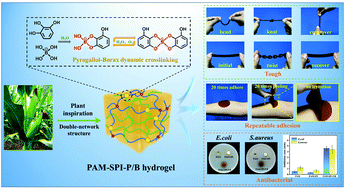 Graphical abstract: A tough, adhesive, self-healable, and antibacterial plant-inspired hydrogel based on pyrogallol–borax dynamic cross-linking