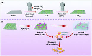 Graphical abstract: Enhanced biocompatibility and osteogenic differentiation of mesenchymal stem cells of titanium by Sr–Ga clavate double hydroxides