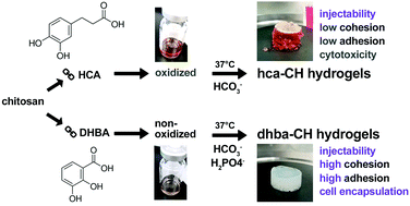 Graphical abstract: A catechol-chitosan-based adhesive and injectable hydrogel resistant to oxidation and compatible with cell therapy