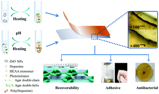 Graphical abstract: Dopamine/zinc oxide doped poly(N-hydroxyethyl acrylamide)/agar dual network hydrogel with super self-healing, antibacterial and tissue adhesion functions designed for transdermal patch